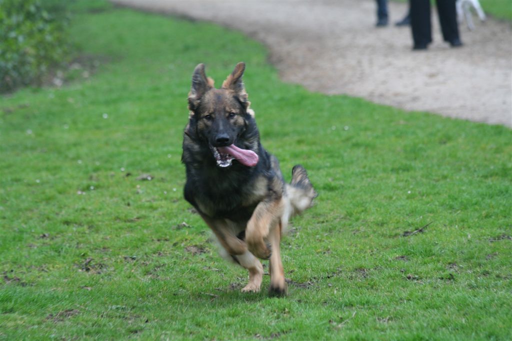 Fotos/Honden/azra/IMG_5858.JPG