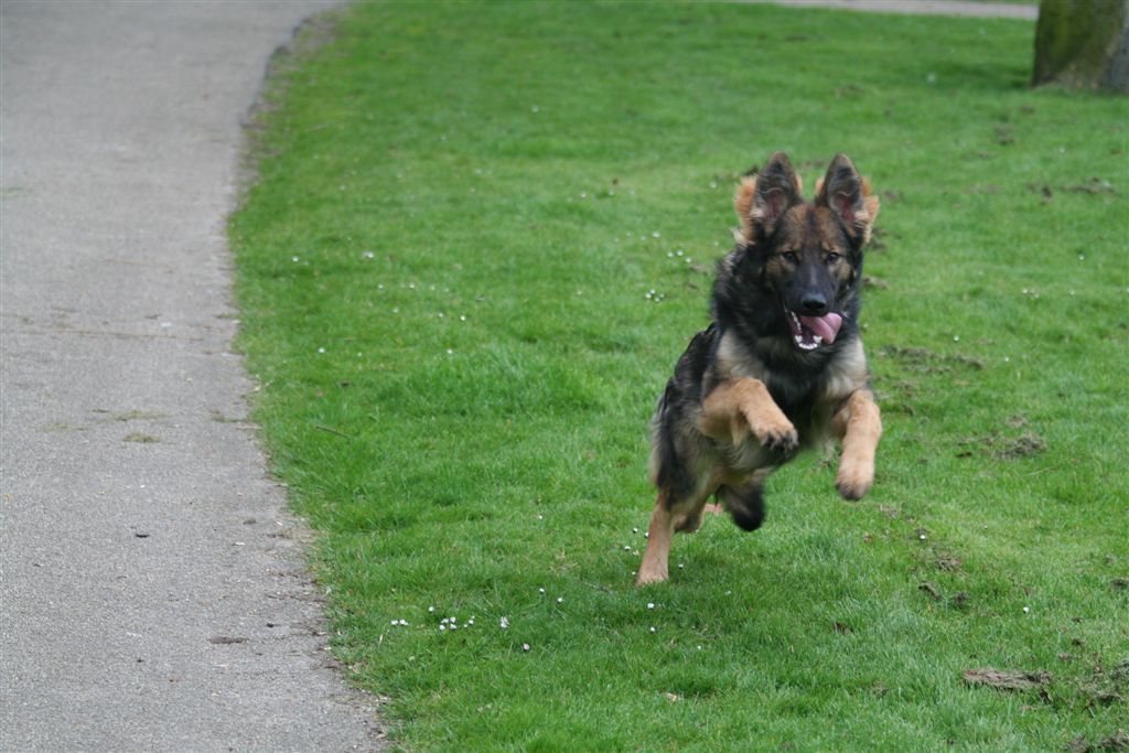 Fotos/Honden/azra/IMG_5875.JPG