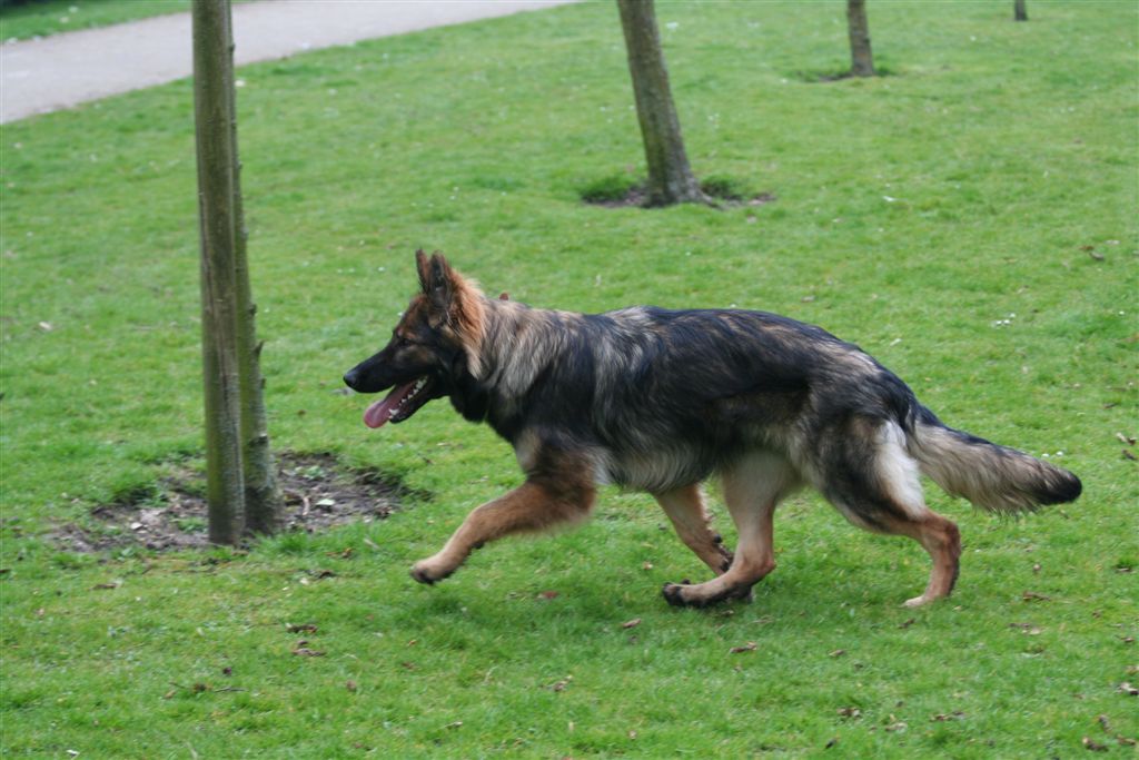 Fotos/Honden/azra/IMG_5882.JPG