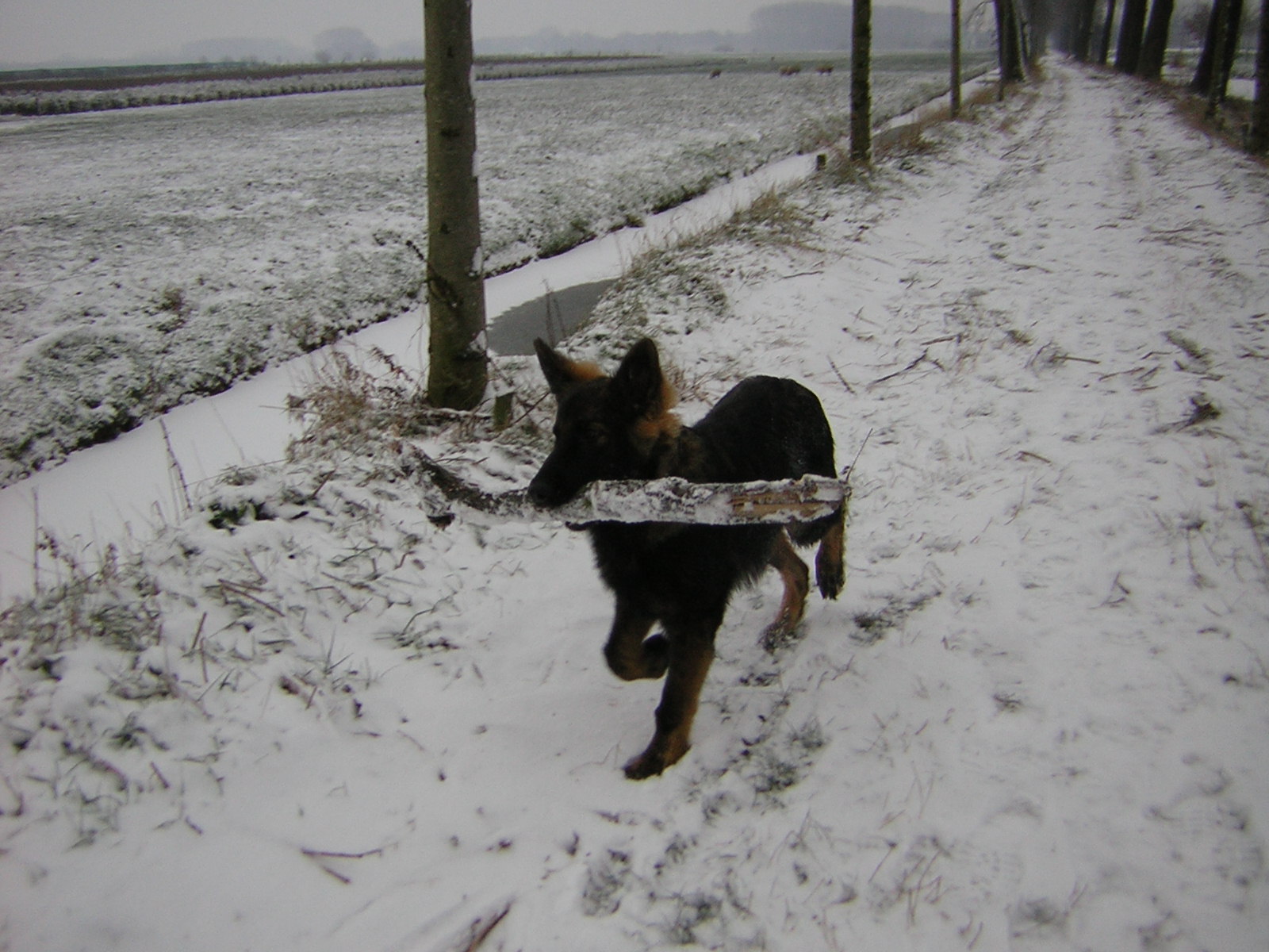 Fotos/vervolg2009/benzo/5dec/sneeuw 2009 016.JPG