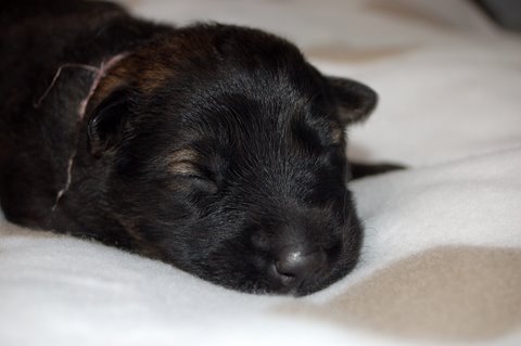 Fotos/nest2009/week2/rose 3.JPG