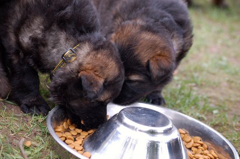 Fotos/nest2009/week4/DSC Anouk van der Zee (11).JPG