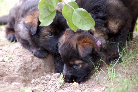 Fotos/nest2009/week4/DSC Anouk van der Zee (22).JPG