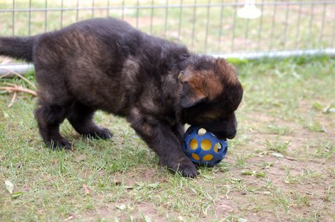 Fotos/nest2009/week4/DSC Anouk van der Zee (31).JPG