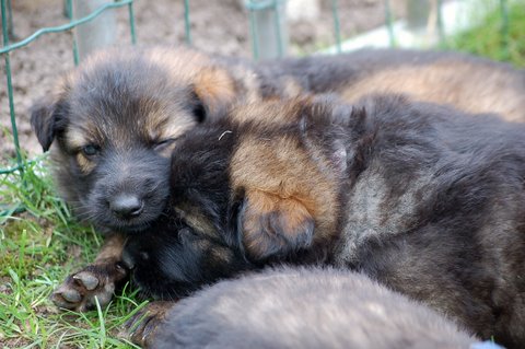 Fotos/nest2009/week4/DSC Anouk van der Zee (50).JPG