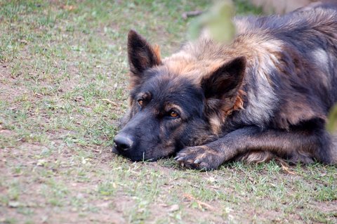 Fotos/2009week5/DSC_Anouk van der Zee (11).JPG