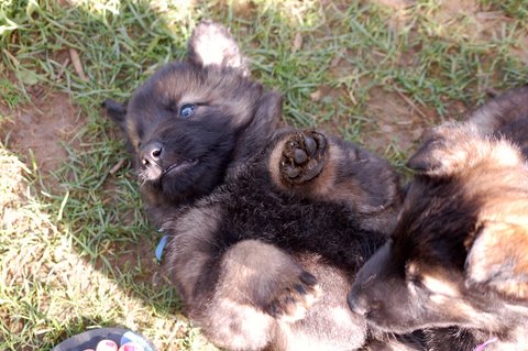 Fotos/2009week5/DSC_Anouk van der Zee (15).JPG