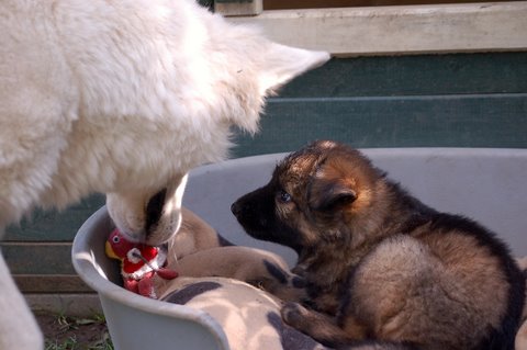 Fotos/2009week5/DSC_Anouk van der Zee (44).JPG