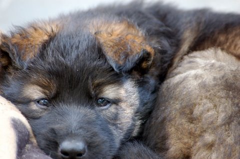 Fotos/2009week5/DSC_Anouk van der Zee (61).JPG