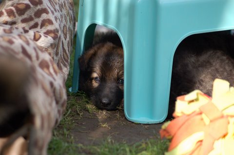 Fotos/2009week5/DSC_Anouk van der Zee (65).JPG