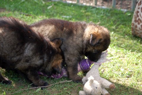 Fotos/2009week5/DSC_Anouk van der Zee (70).JPG