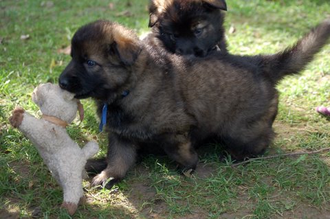 Fotos/2009week5/DSC_Anouk van der Zee (75).JPG