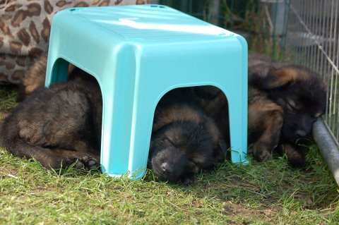 Fotos/2009week5/DSC_Anouk van der Zee (80).JPG