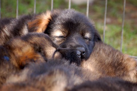 Fotos/2009week5/DSC_Anouk van der Zee (84).JPG