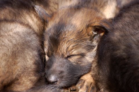 Fotos/2009week5/DSC_Anouk van der Zee (86).JPG