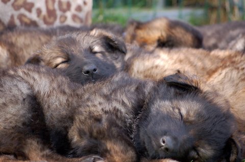 Fotos/2009week5/DSC_Anouk van der Zee (89).JPG