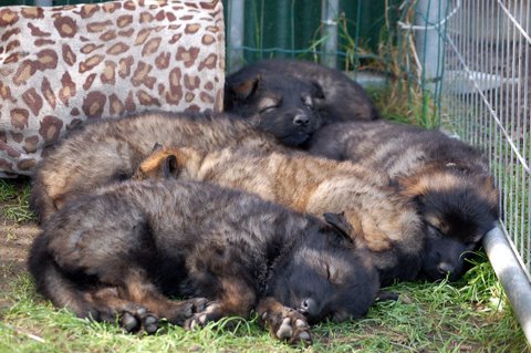 Fotos/2009week5/DSC_Anouk van der Zee (93).JPG