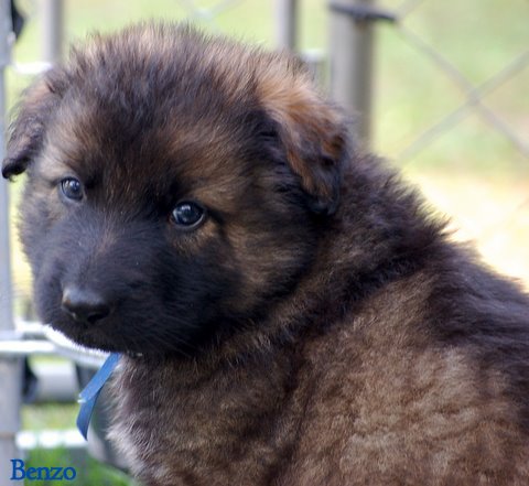 Fotos/2009week5/DSC_Benzo Anouk van der Zee (7).JPG