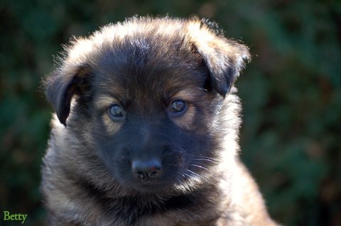 Fotos/2009week5/DSC_Betty groen Anouk van der Zee.JPG