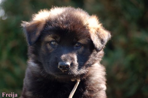 Fotos/2009week5/DSC_Rose Anouk van der Zee.JPG