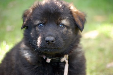 Fotos/2009week5/DSC_rose Anouk van der Zee (66).JPG