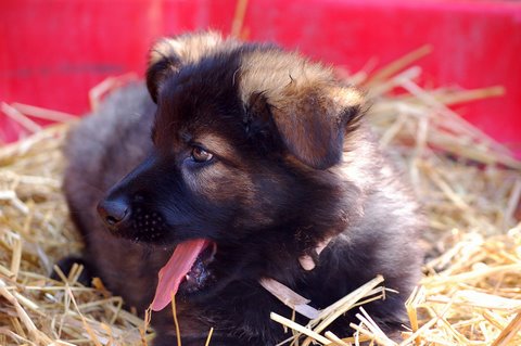 Fotos/2009week5/week7/Anouk van der Zee (18).JPG