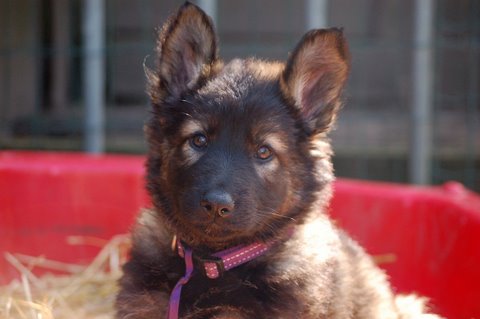 Fotos/2009week5/week7/Anouk van der Zee (35).JPG