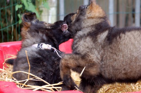 Fotos/2009week5/week7/Anouk van der Zee (60).JPG