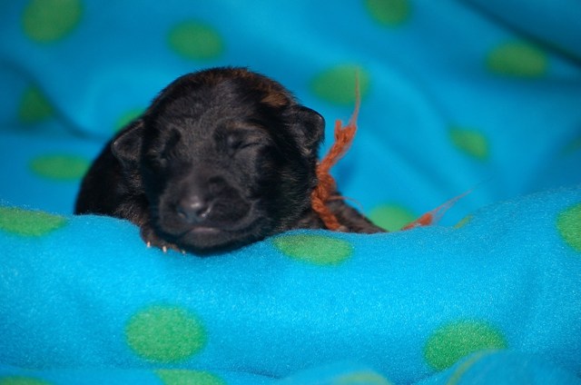 Fotos/nestTaylor2010/Bruin.JPG
