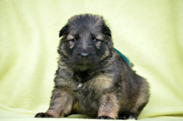 Fotos/2011E-nestAzra/Week3/AvdZee L Blauw.JPG