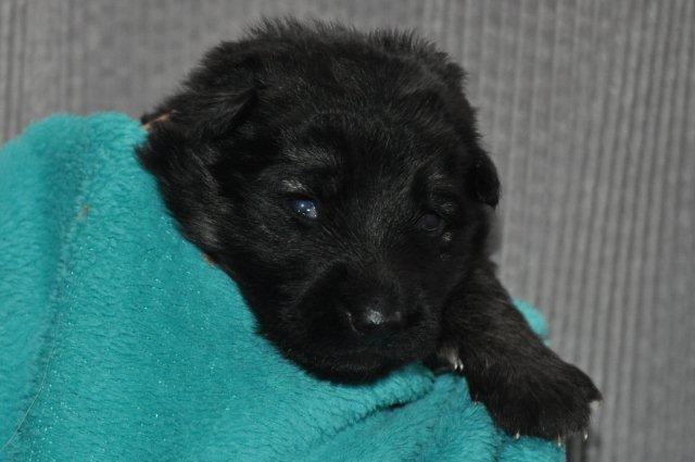 Fotos/2011 Taylor/week1/roze.jpg