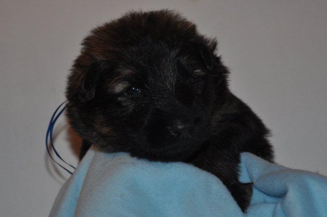 Fotos/2011 Taylor/week2/blauw.jpg