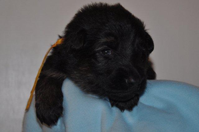 Fotos/2011 Taylor/week2/geel.jpg