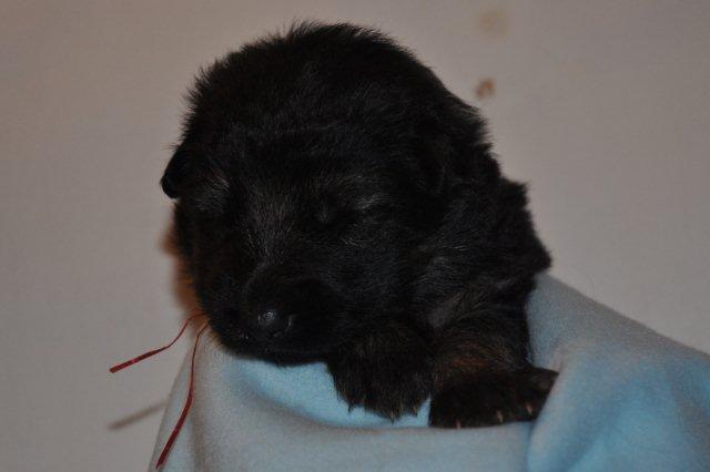 Fotos/2011 Taylor/week2/rood.jpg