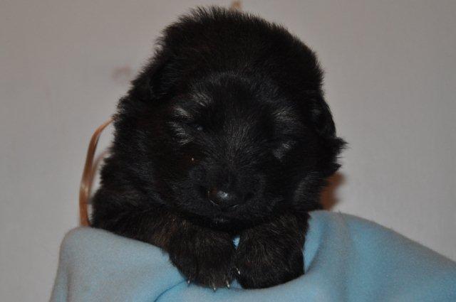 Fotos/2011 Taylor/week2/roze.jpg