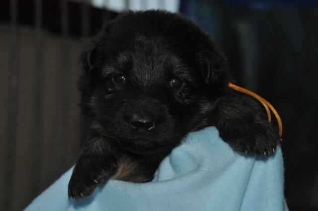 Fotos/2011 Taylor/week3/geel.jpg