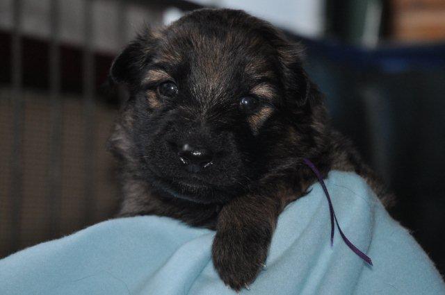 Fotos/2011 Taylor/week3/paars.jpg