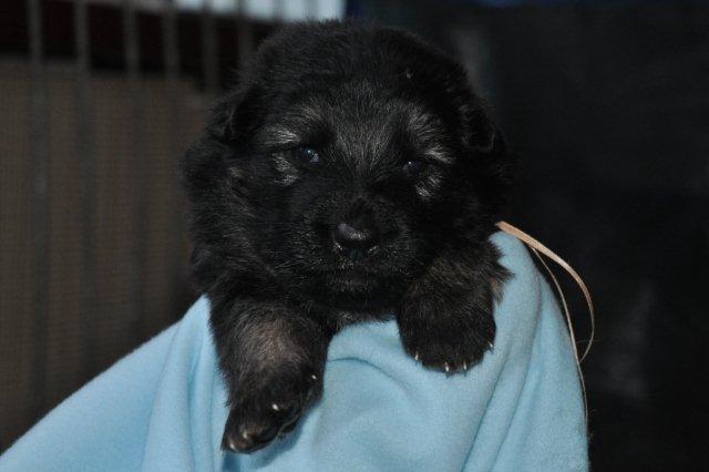 Fotos/2011 Taylor/week3/roze.jpg