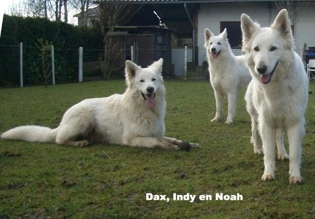 Fotos/Dax/daxindynoah.jpg
