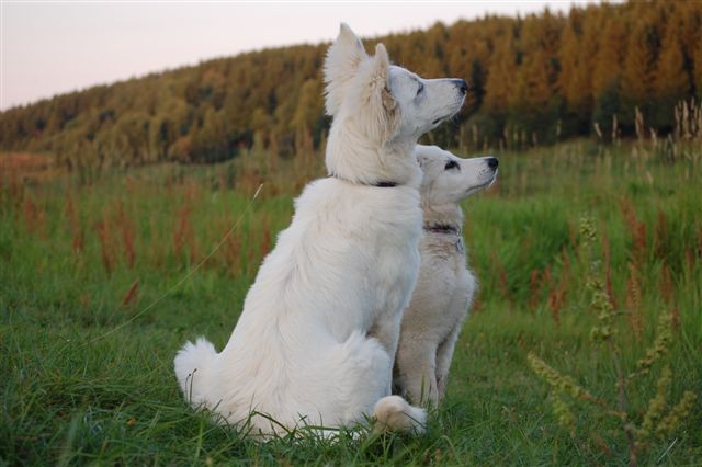 Fotos/Honden/Willow/nijhuis.jpg