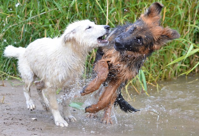 Fotos/Kaitlyn/Anouk van der Zee (57).JPG