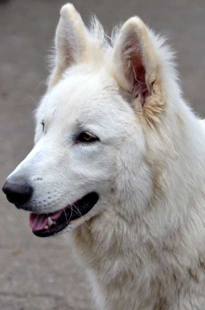 Fotos/Liam/februari 2011/Anouk van der Zee (14).JPG