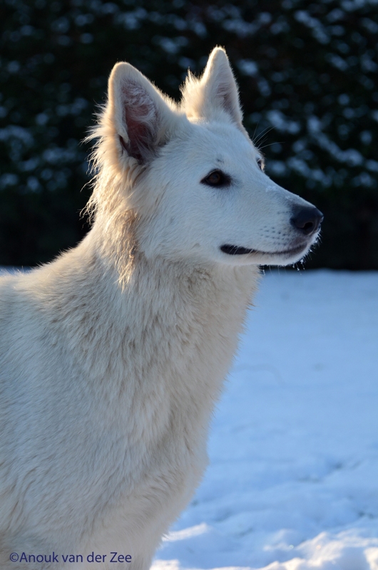 Fotos/Lucy/DSC_7484 - kopie.JPG