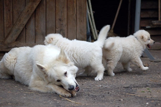 Fotos/Noah/27juni 09 indy.JPG