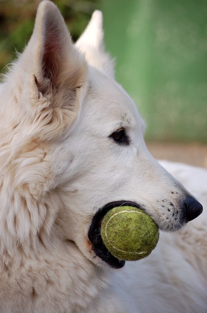 Fotos/Noah/Anouk van der Zee (13).JPG