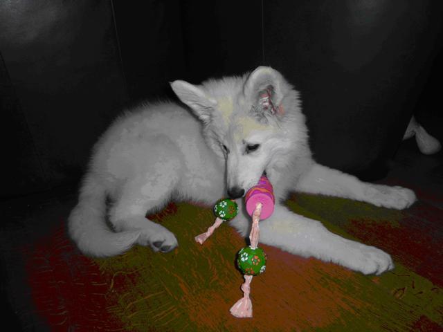 Fotos/sterre/sterre (8).jpg