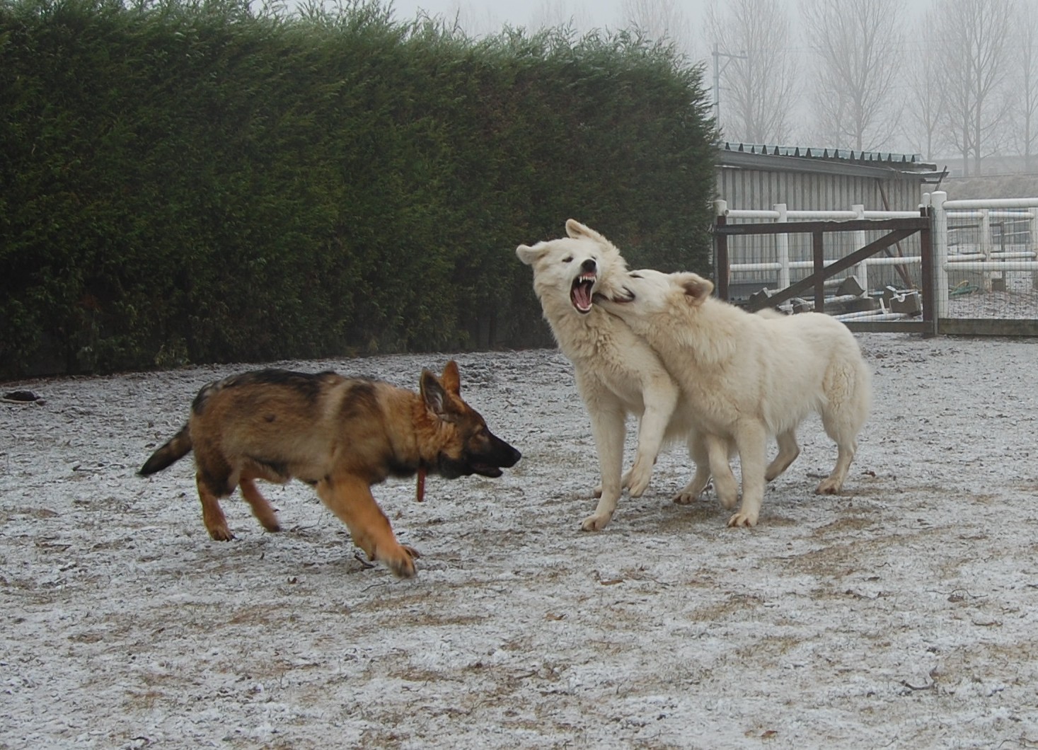 Fotos/Honden/Willow/met Fennah.jpg