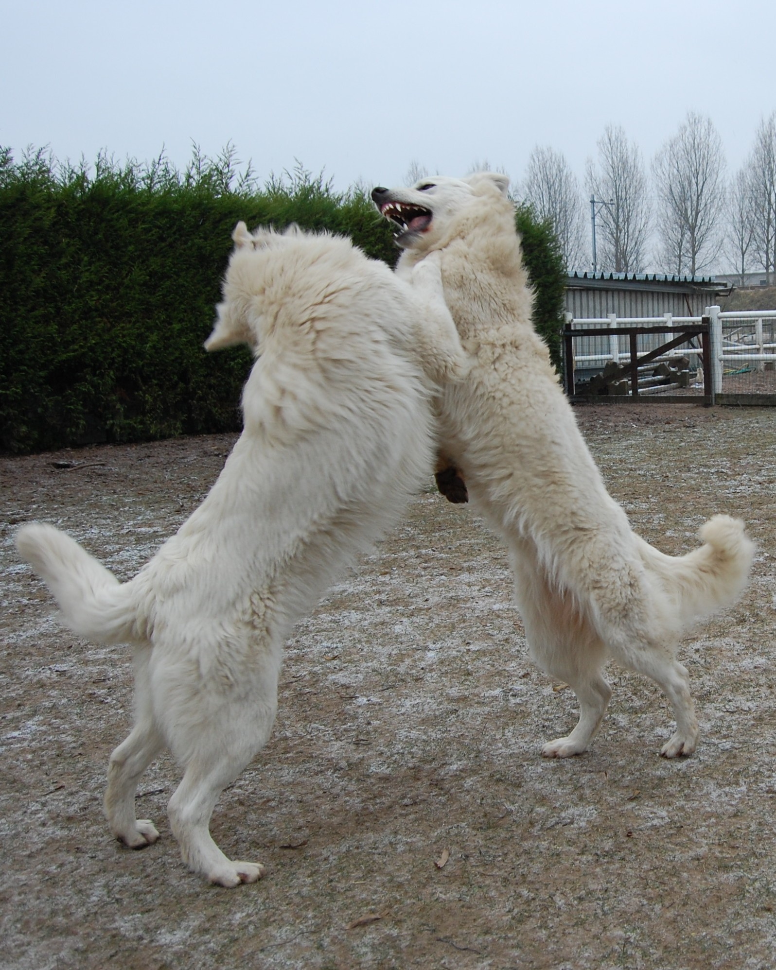 Fotos/Honden/Willow/met fennah1.jpg