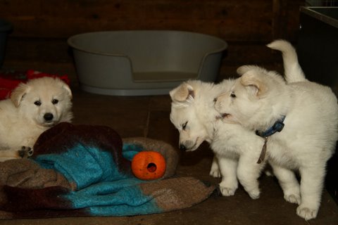 Fotos/VervolgI-nest/week 6/IMG_3331.jpg