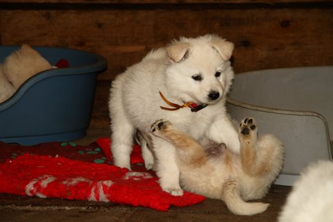Fotos/VervolgI-nest/week 6/IMG_3418.jpg
